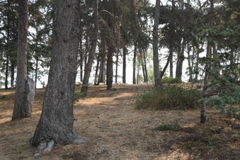 Enlarge photo 41