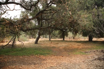 The Redwoods, Griffith Park