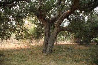 Enlarge photo 5