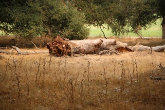 Enlarge photo 31