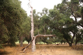 Enlarge photo 39