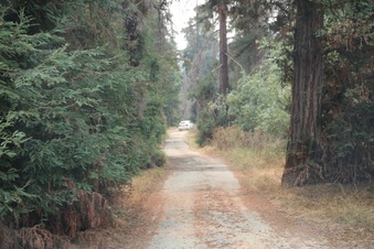 The Redwoods