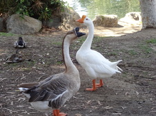 Enlarge photo 18