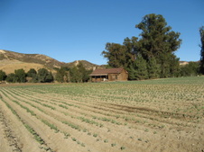 Disney Ranch