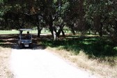 Griffith Park Oak Grove 2