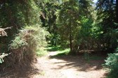 Griffith Park Redwoods