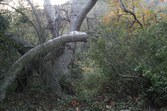 Enlarge photo 79