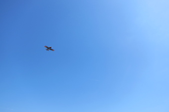Enlarge photo 39