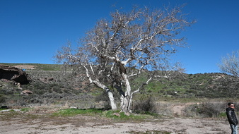 Enlarge photo 30