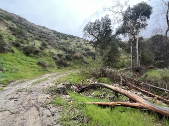 MOUNTAIN TRAIL