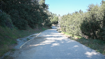 Forest Road