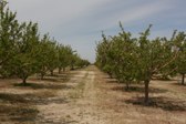 Brian Ranch Airport U-Pick