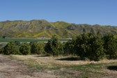 Orchards