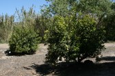 Enlarge photo 36