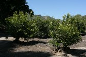 Enlarge photo 35