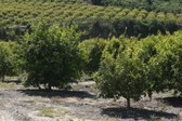 Enlarge photo 33