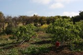VItal Zuman Sustainable Farm
