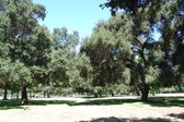 Shady Forest