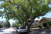 Bird's Tree