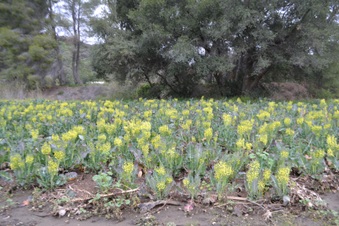 Enlarge photo 79