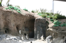 Queens Zoo - Penguin Exhibit