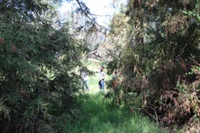 Ext Woods
