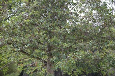 Enlarge photo 31