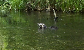 Enlarge photo 25