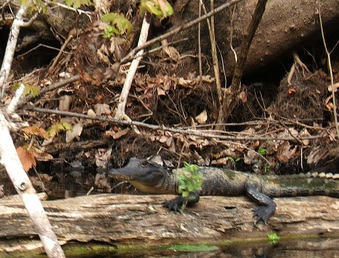 Enlarge photo 11