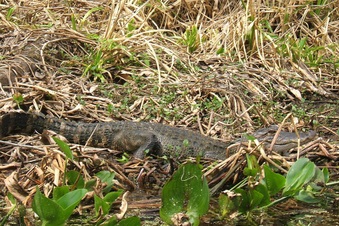 Enlarge photo 5