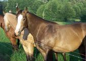 Quarter Horses For Sale