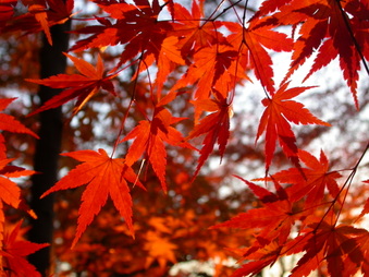 Enlarge photo 11