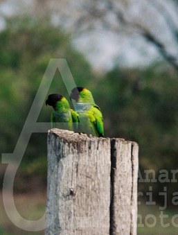 Enlarge photo 7