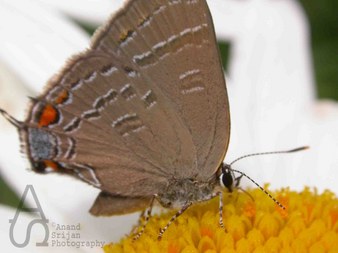 Enlarge photo 20
