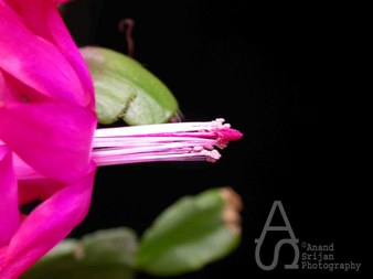 Enlarge photo 30