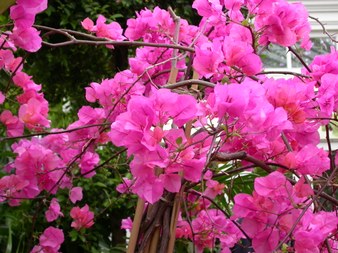 Enlarge photo 92