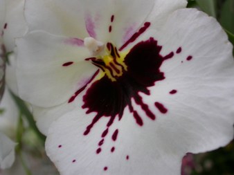 Enlarge photo 115