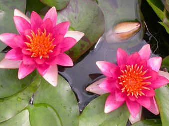 Enlarge photo 2