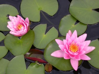 Enlarge photo 142