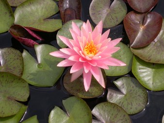 Enlarge photo 143