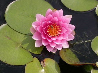 Enlarge photo 144