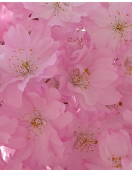 Enlarge photo 132