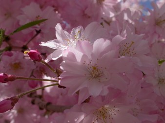 Enlarge photo 135
