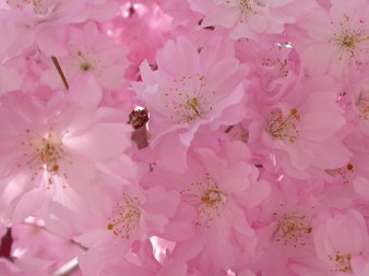 Enlarge photo 137