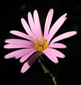Enlarge photo 177