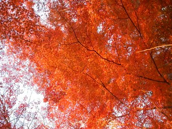 Enlarge photo 38