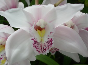Enlarge photo 32