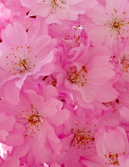 Enlarge photo 147