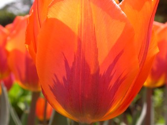 Enlarge photo 36