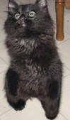 Bliss's New Kitten